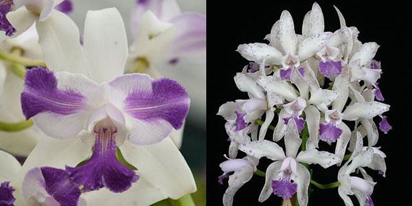 Cattleya Interglossa coerulea aquinii 'SVO' x Interglossa coerulea 'Purple Tower' BM/JOGA