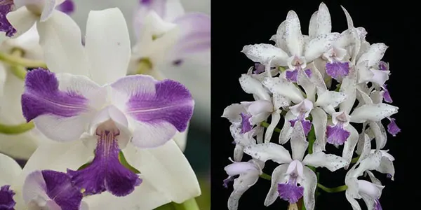 Cattleya Interglossa coerulea aquinii 'SVO' x Interglossa coerulea 'Purple Tower' BM/JOGA