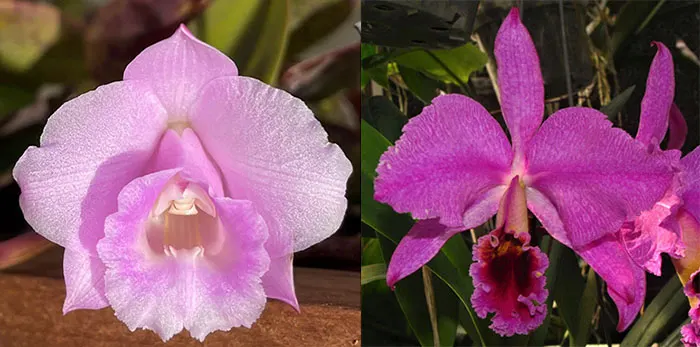 Laelia alaorii 'SVO' HCC/AOS x Cattleya percivaliana 'Remolacha'