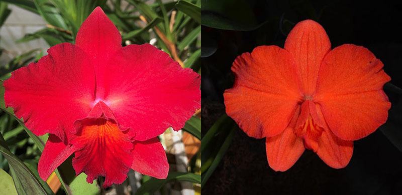 Sophrolaeliocattleya Circle of Life 'Mesmerize' AM/AOS x Cattleya coccinea 'Diamond Orchids'