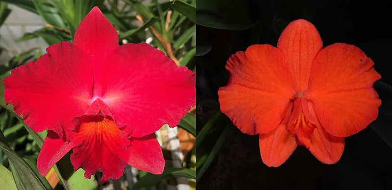 Sophrolaeliocattleya Circle of Life 'Mesmerize' AM/AOS x Cattleya coccinea 'Diamond Orchids'