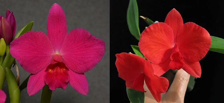 Sophrolaelia Orpetii 'Hidden Treasure 4n' AM/AOS x Sophrolaelia Mini Pet 'Giant Mini'