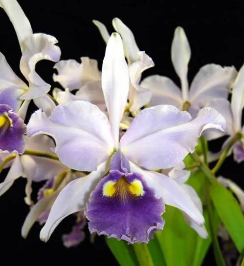 Cattleya warscewiczii coerulea 'Paul' FCC/AOS x self