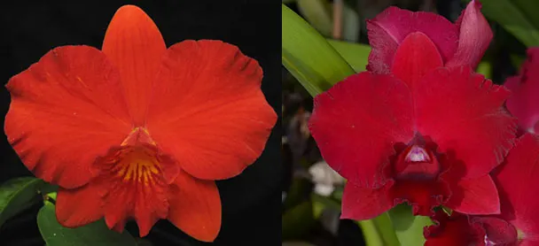 Sophrolaeliocattleya Mini Apricot 'Scarlet Passion' HCC/AOS x Rhyncholaeliocattleya Higher Multiplier 'SVO Amazing'