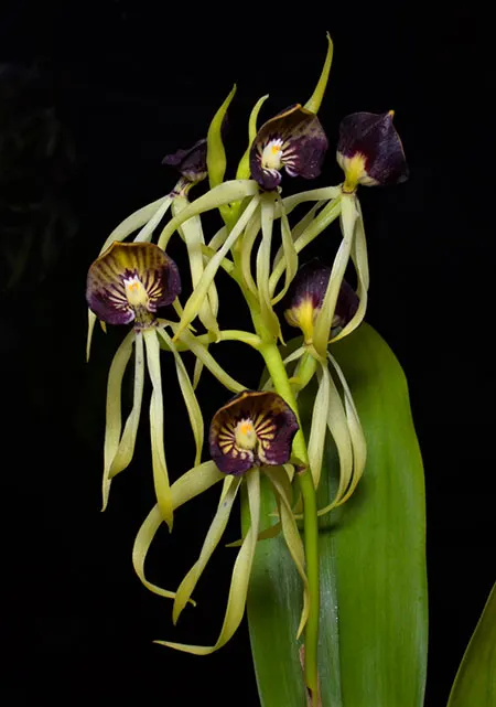 Prosthechea cochleata 'Pepe' x Prosthechea cochleata 'Jules & Elaine' AM/AOS