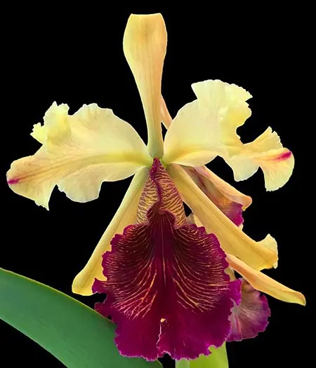 Cattleya dowiana 'Midas Touch' AM/AOS x self
