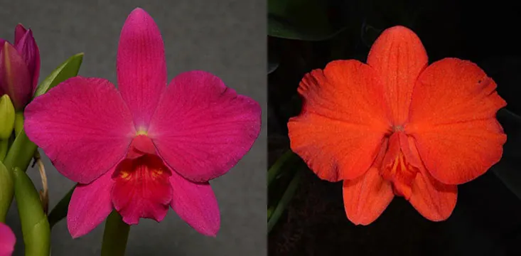 Sophrolaelia Orpetii 'Hidden Treasure 4n' AM/AOS x Sophronitis coccinea 'SVO' AM/AOS
