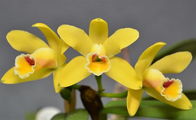 Cattleya luteola 'Yega' 4N x self