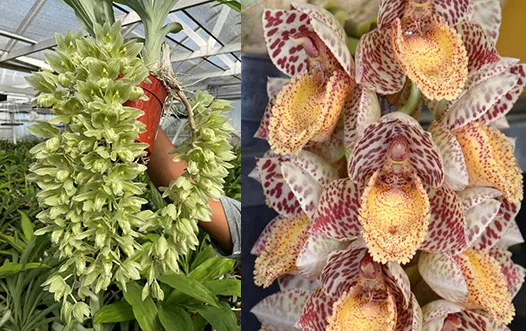 Clowesia russeliana 'SVO' x Catasetum denticulatum 'SVO II' AM/AOS
