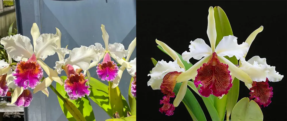 Cattleya Triumphans 'John Stanton Top Choice' x dowiana 'Claire'