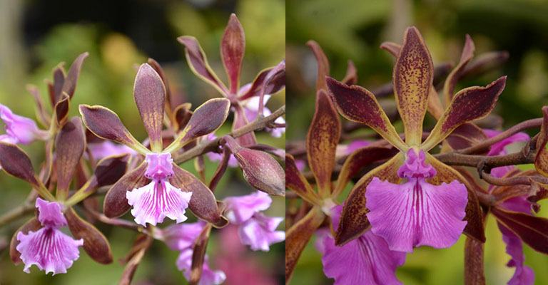 Encyclia phoenicea ''Flora Farm' AM/AOS x Encyclia phoenicea 'SVO'