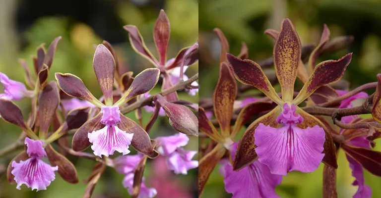 Encyclia phoenicea ''Flora Farm' AM/AOS x Encyclia phoenicea 'SVO'