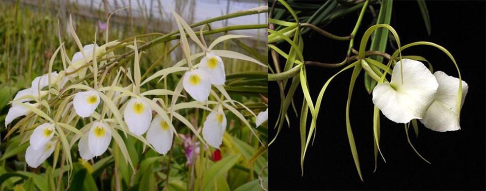 Brassavola perrinii 'SVO 15' x Brassavola nodosa 'Susan Fuchs' FCC/AOS