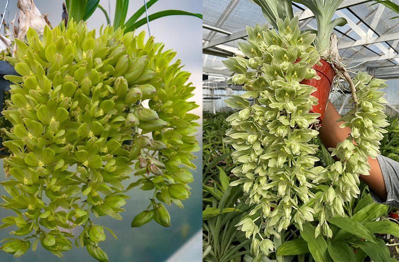 Clowesia thylaciochila 'Green' x Clowesia russeliana 'SVO'