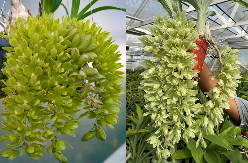 Clowesia thylaciochila 'Green' x Clowesia russeliana 'SVO'