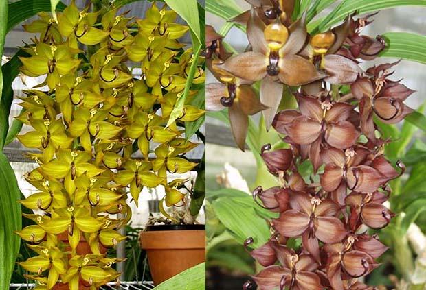 Cycnoches cooperii 'Green' HCC/AOS x Cycnoches cooperii 'Mem Pat Worthington' AM/AOS