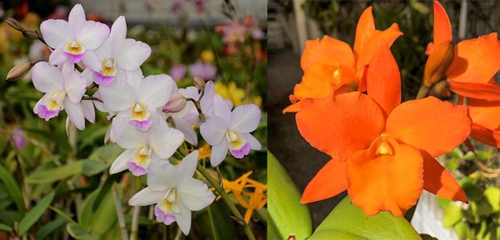 Dialaelia Snowflake '4N' x Brassolaeliocattleya Orange Nugget 'Kadooka'