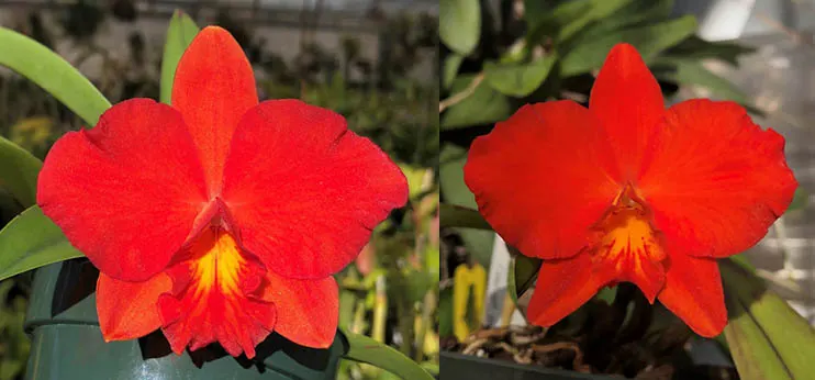 Sophrolaeliocattleya Sacramento Jewel 'SVO' x Sophrolaeliocattleya Seagulls Apricot 'Choice Morsel'