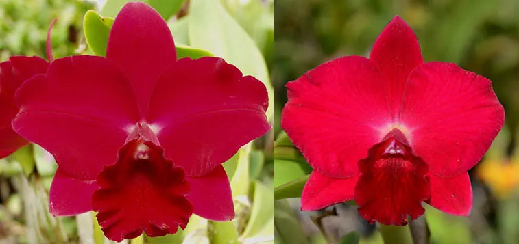 Potinara Paradise Rose 'My Valentine' x Potinara Loud Nine 'The Best'