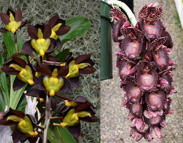 Catasetum tenebrosum 'Jim' AM/AOS x	Catasetum Ivaneae 'Puple Fantasy'