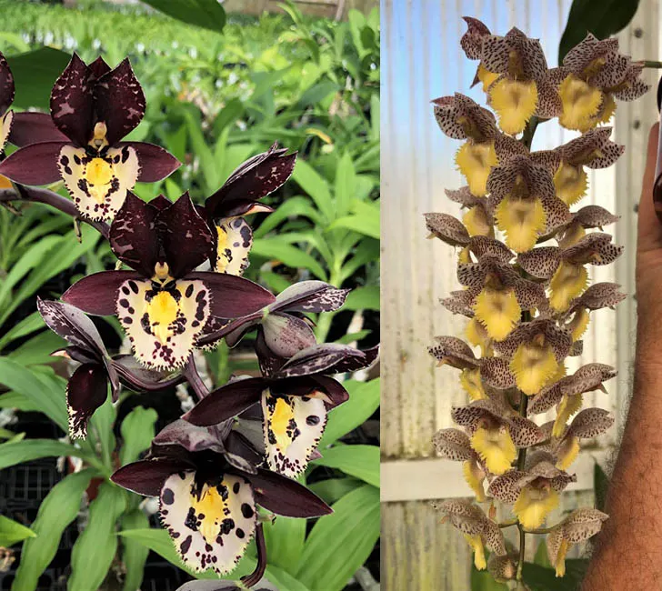 Catasetum Extravaganza 'Memorial Day' x Catasetum Dentigrianum 'SVO Cutie'