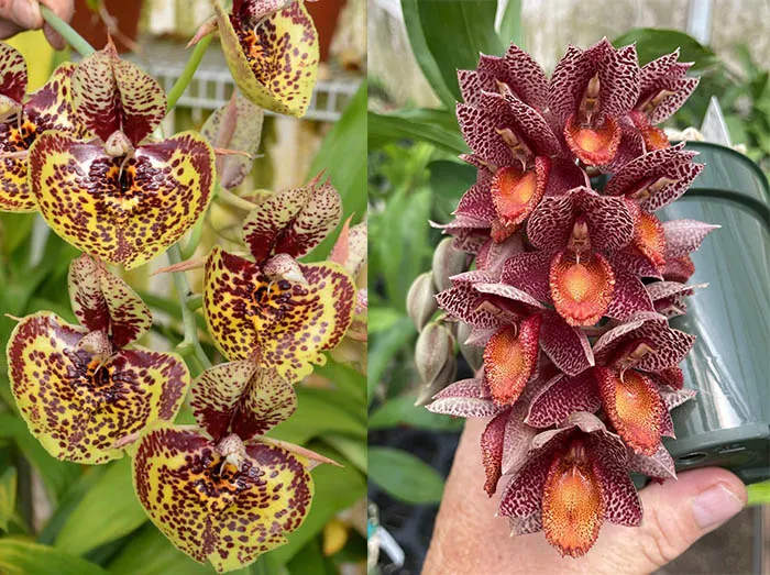 Catasetum Susan Fuchs 'Burgundy Chips' FCC/AOS x	Catasetum denticulatum 'Orange Lips'