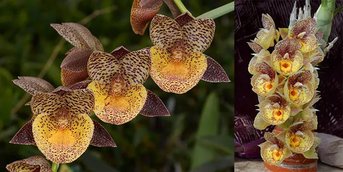 Catasetum Dragon's Glade 'Golden Scales' x Catasetum Orchidglade 'Davey Ranches' AM/AOS