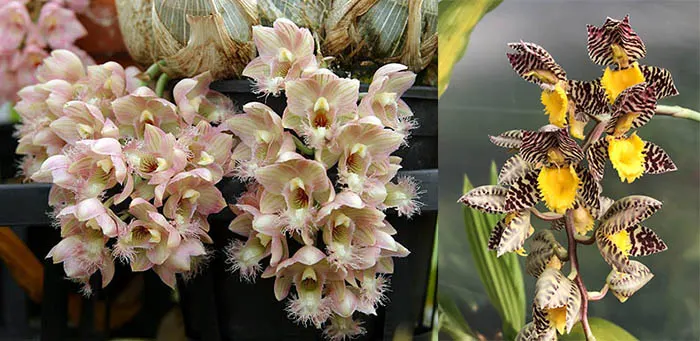 Clowesia Grace Dunn 'Live Oak' HCC/AOS x Catasetum Leto Correa 'Yellow Lip & Spots'