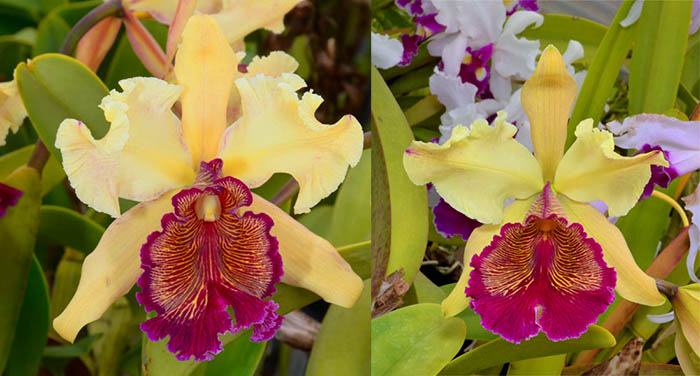 Cattleya dowiana 'Claire'	 x dowiana aurea 'SVO'