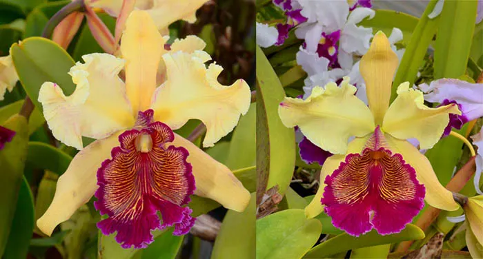 Cattleya dowiana 'Claire'	 x dowiana aurea 'SVO'