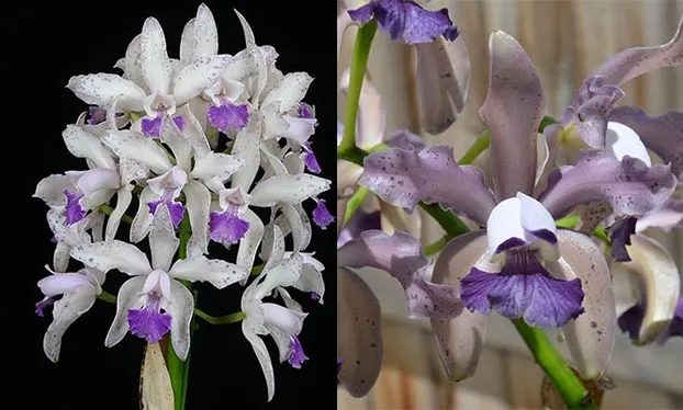 Cattleya Interglossa coerulea  'Purple Tower' BM/JOGA x Cattleya Leoloddiglossa 'Dark Blue'