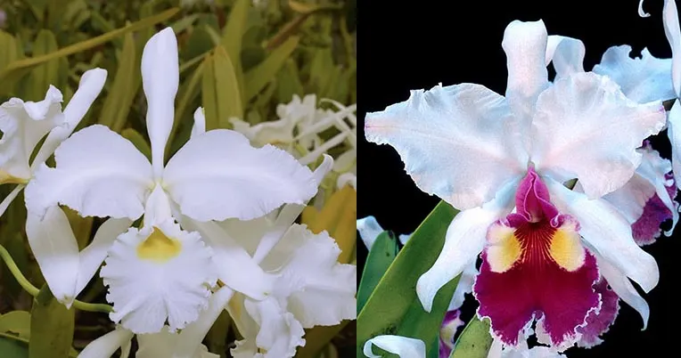 Cattleya warscewiczii alba 'Kathleen' AM/AOS x Cattleya warscewiczii semi-alba 'SVO' HCC/AOS