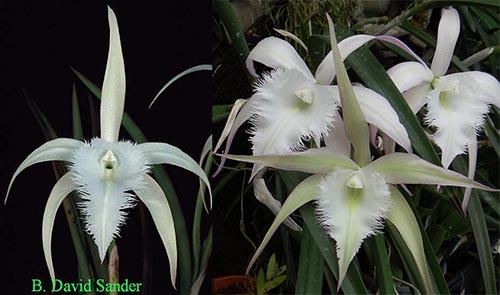 Brassavola David Sanders 'SVO' AM/AOS x Brassavola David Sanders 'Just as Nice'