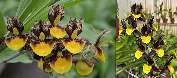 Catasetum Isabel's Sunshine 'SVO' x Catasetum Double Down 'DPYL'