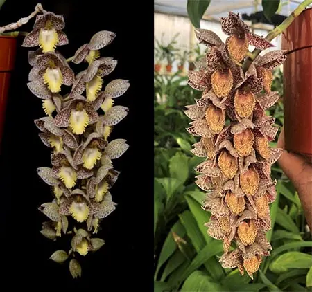 Catasetum Dentigrianum 'SVO Excellence' x	Catasetum denticulatum 'Dark Spots 42'