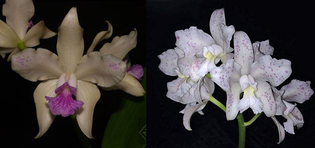 Cattleya amethystoglossa (rosada 'Primavera' x albescens 'Saira')