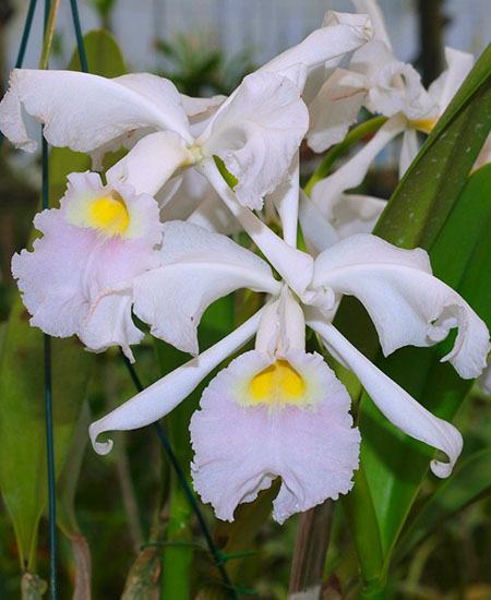 Cattleya warscewiczii semi-alba delicata 'Suspiro' x self