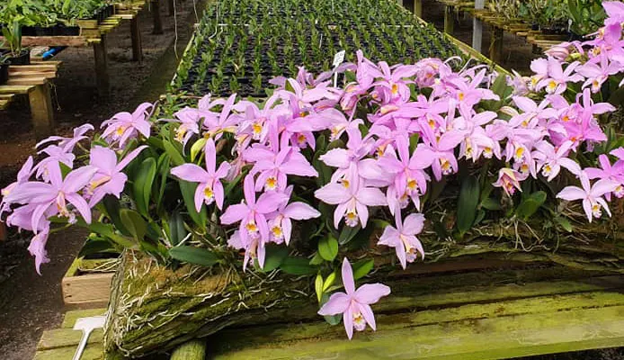 Laelia jongheana Z-581
