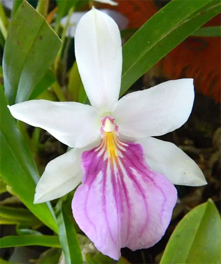 Miltonia spectabilis semi-alba (boa forma)