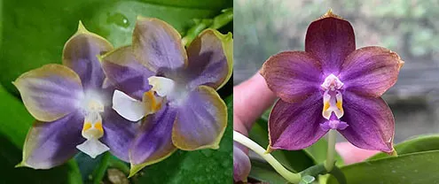 Phalaenopsis Mituo Reflex Dragon 'Blue-2' x Mituo Blue Smurfs