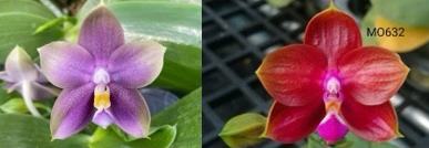 Phalaenopsis Mituo Blue Bear 'Mituo#1' x (Miro Super Star x Ya Yi Queen)