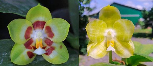 Phalaenopsis Yaphon Image x Mituo Golden Tiger 'Yellow Dragon'
