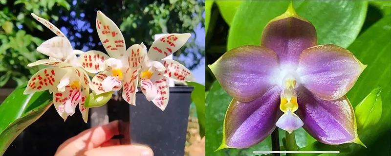 Phalaenopsis zebrina 'Palawan' x Mituo Reflex Dragon 'Blue-2'