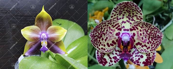 Phalaenopsis Mituo Princess 'Blue-10' x Mituo Sunrise 'Angel Rose'