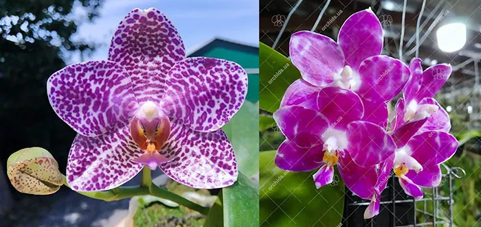Phalaenopsis Miro Jo Gi 'Mituo#2' x Mituo Golden Tiger 'Red Dragon'