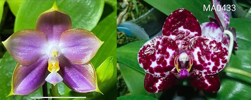Phalaenopsis Mituo Reflex Dragon 'Blue-2' x Mituo Sunrise 'Mituo#3'