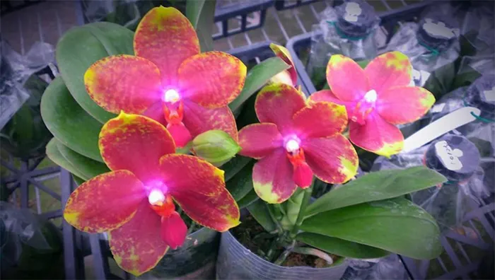 Phalaenopsis (Paifong I Len-Misty Green)