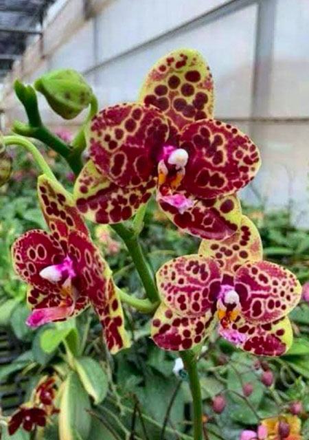 Phalaenopsis Yaphon Black Swan 'Black Anaconda'