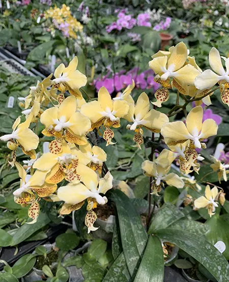 Phalaenopsis stuartiana nobilis