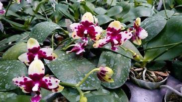 Phalaenopsis Mituo Golden-DT168